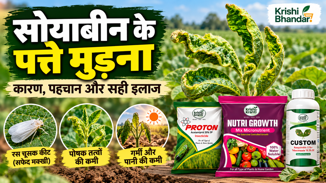 ``` सोयाबीन के पत्ते मुड़ना (Leaf Curling) – रस चूसक कीट, पोषक तत्वों की कमी और गर्मी-पानी की कमी जैसे कारण, Krishi Bhandar उत्पादों के साथ ```