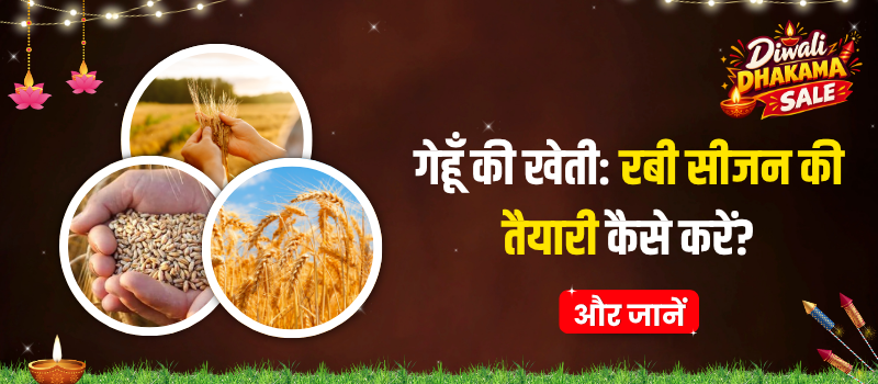 गेहूँ की खेती: रबी सीजन की तैयारी कैसे करें? (बुवाई से खरपतवार नियंत्रण तक पूरी गाइड)