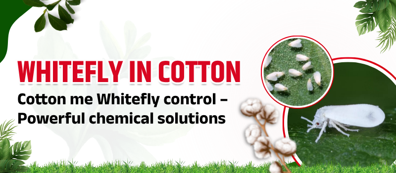 Cotton Whitefly Control: Powerful Chemical Solutions | कपास में सफेद मक्खी नियंत्रण – शक्तिशाली रासायनिक समाधान