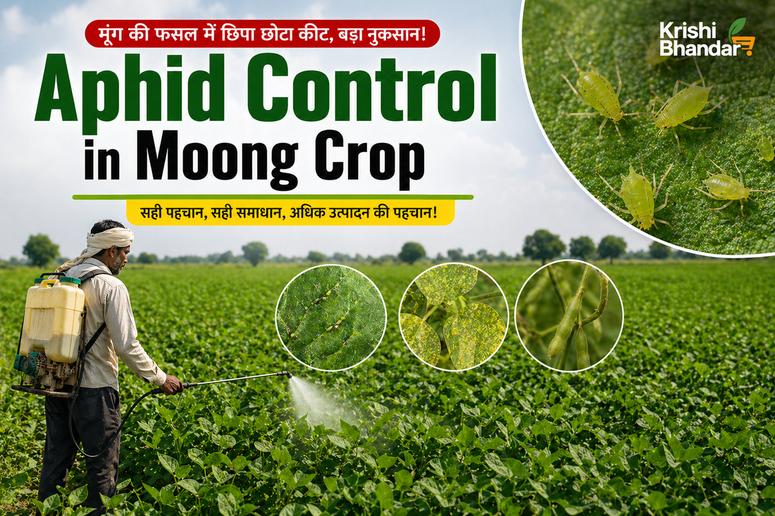 aphid-control-in-moong-crop-symptoms-india