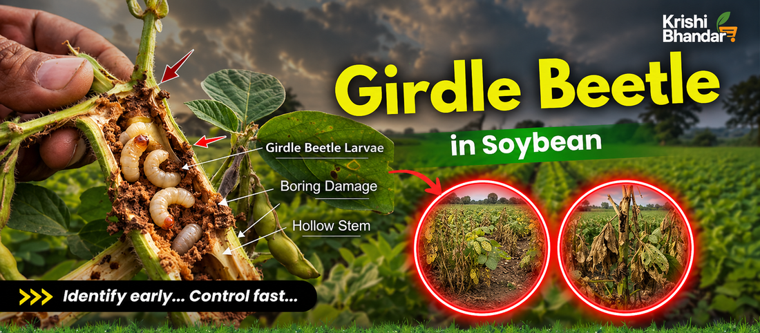 Girdle Beetle Control in Soybean: Symptoms, Treatment &amp; Best Insecticide Guide