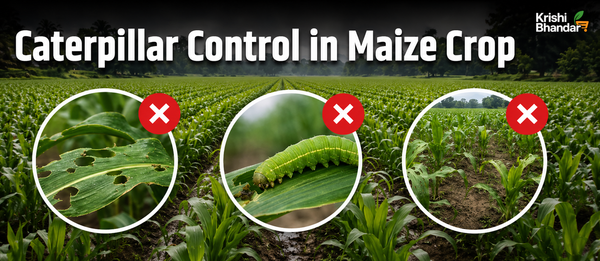 Caterpillar Control in Maize Crop During Early Monsoon