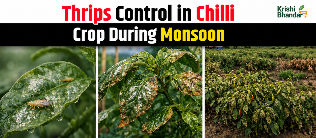 Chilli crop damaged by thrips attack showing stunted growth and leaf distortion