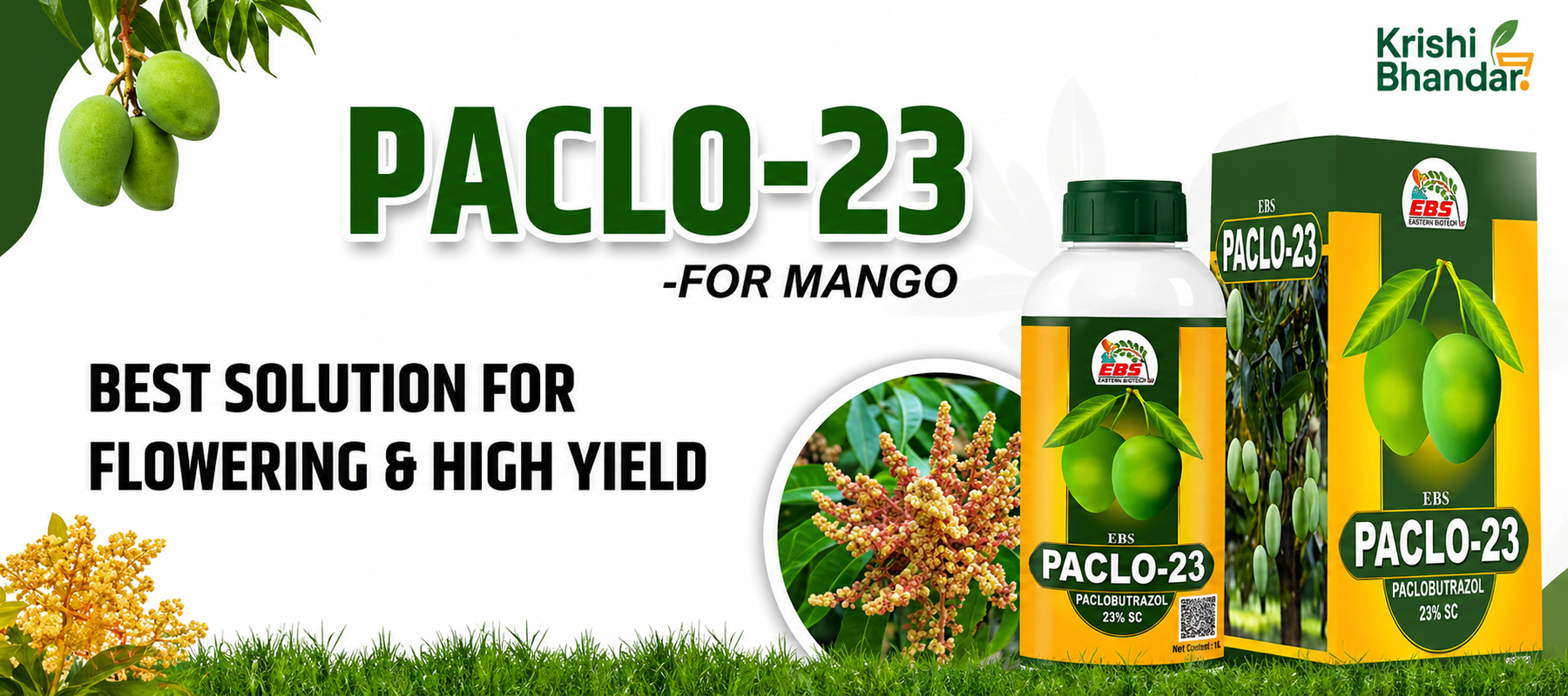 Krishikranti Paclo-23 | Paclobutrazol 23% SC for Mango: Dose, Uses, Price & Timing