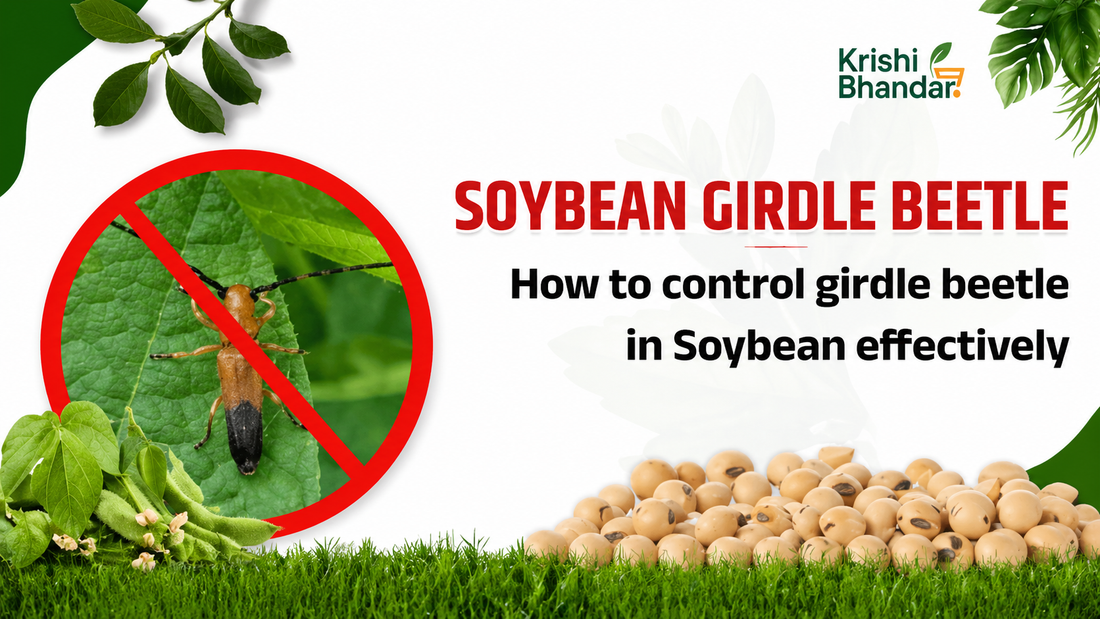 Soybean girdle beetle image with no-entry sign used for explaining girdle beetle control in soybean using effective pest management.