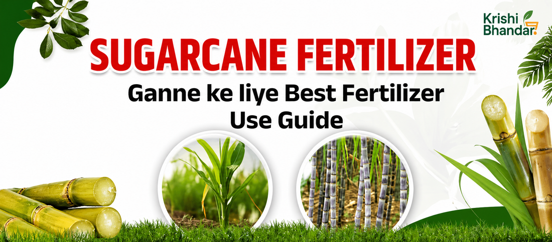 Best fertilizer for sugarcane farming use guide