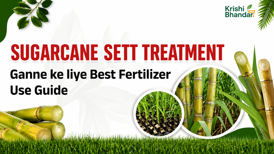 Ganne ke liye sett treatment fertilizer guide