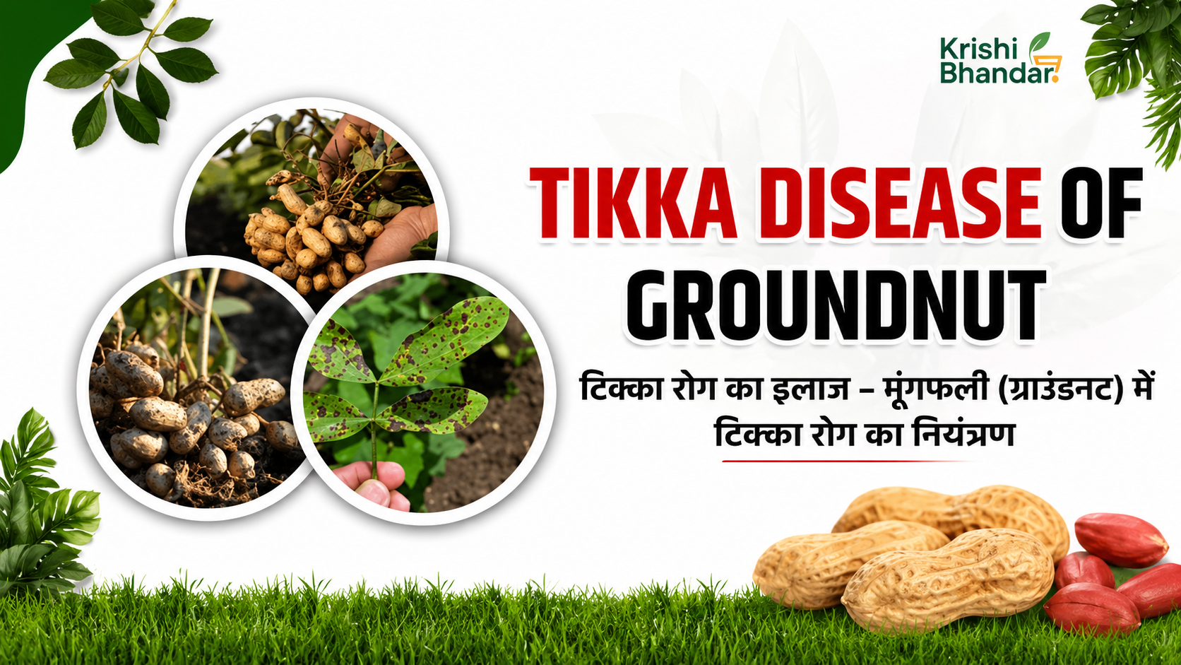 Tikka Disease Control in Groundnut | मूंगफली में रोकथाम