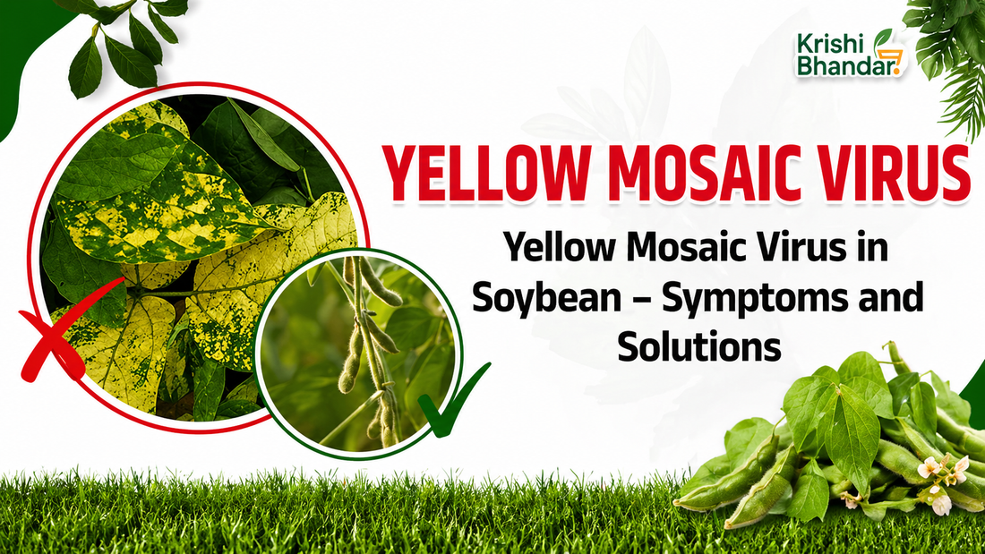 Yellow mosaic virus in soybean leaves symptoms with yellow patches and healthy pods comparison, soybean crop disease control guide Krishi Bhandar India