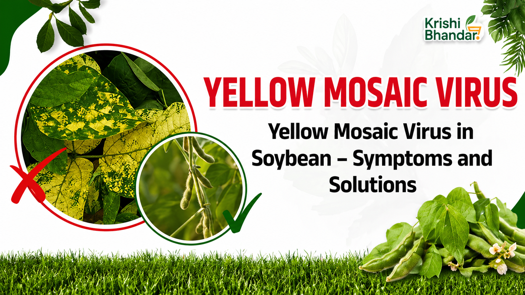 Yellow Mosaic Virus in Soybean – Symptoms and Solutions | सोयाबीन में पीलिया मोज़ेक वायरस (वाईएमवी) – लक्षण और समाधान