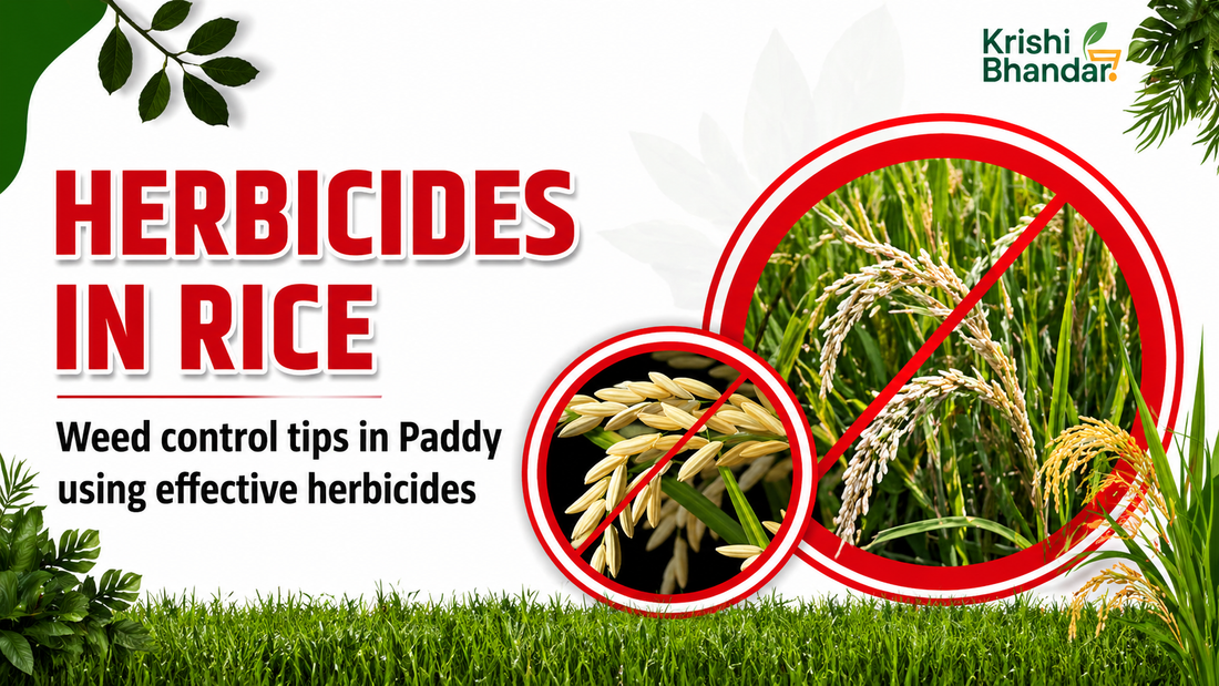 herbicides in rice weed control tips in paddy field using effective herbicides for weed management in rice crop India