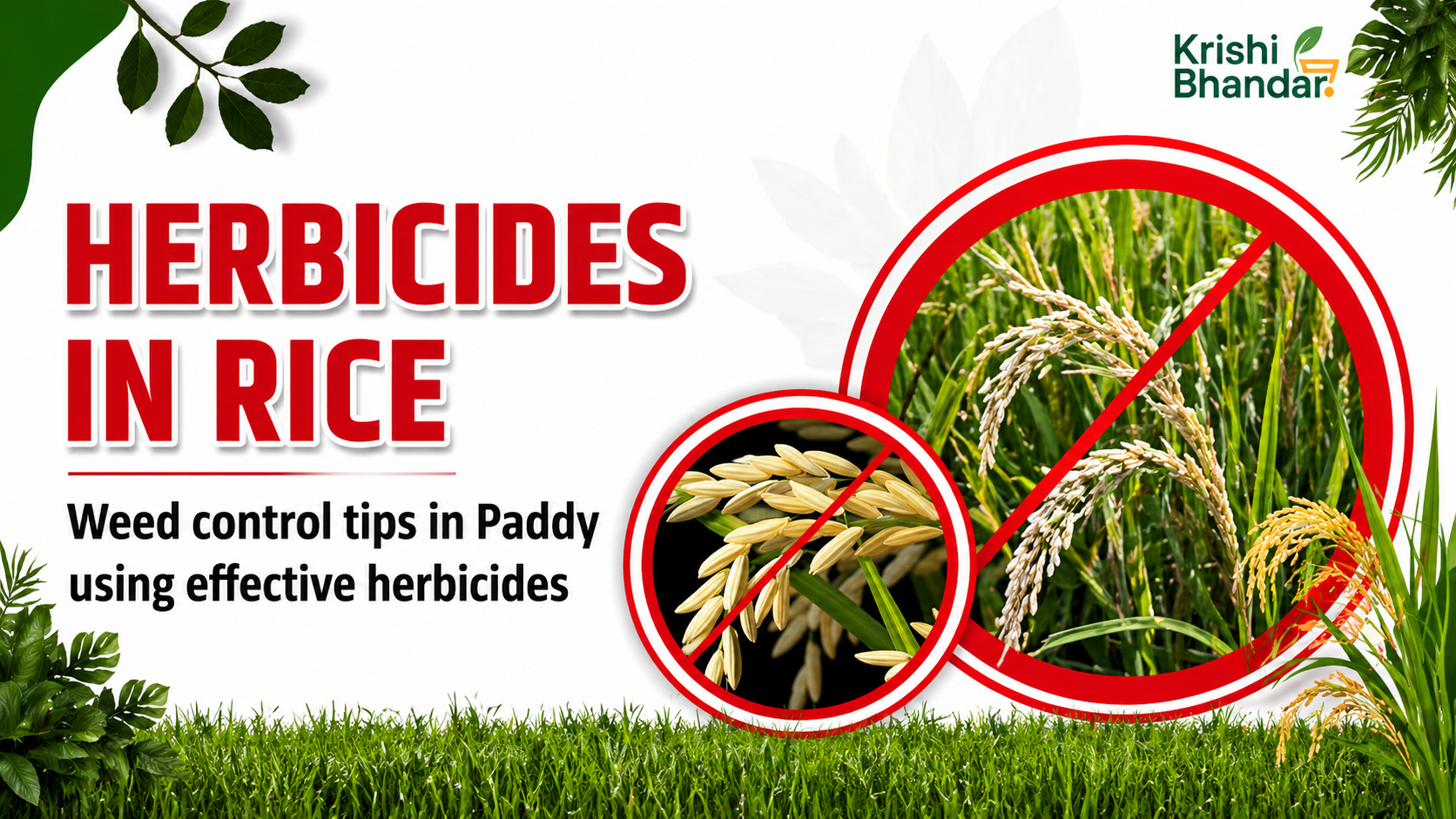 Herbicides in Rice–Weed Control Tips in Paddy Using Effective Herbicides | धान में खरपतवार नियंत्रण – प्रभावी हर्बीसाइड्स का उपयोग कैसे करें?