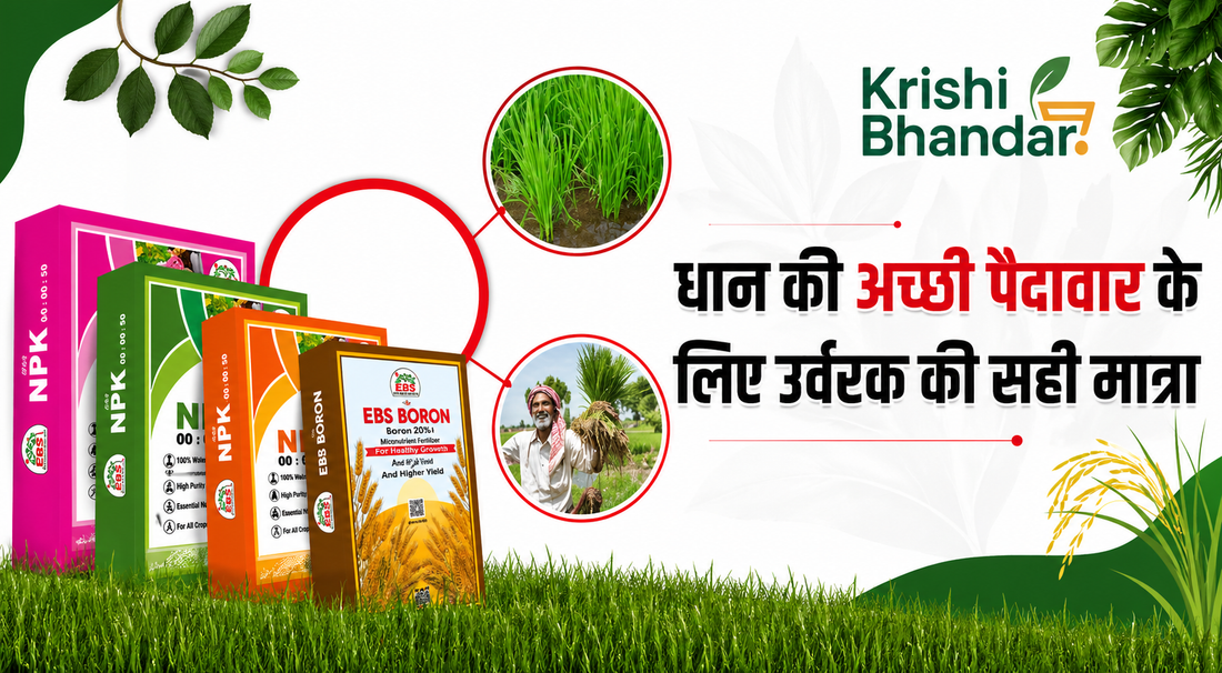 paddy fertilizer dose guide in hindi for better rice yield with NPK fertilizer products and farmer field scene