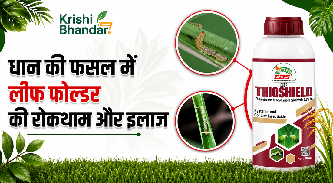 paddy leaf folder control in rice crop using thioshield insecticide hindi banner with pest damage close up and product bottle
