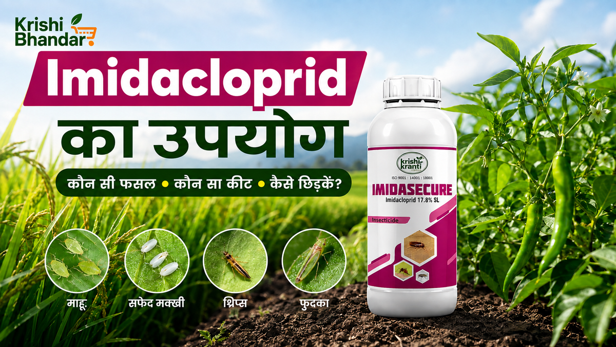 Imidacloprid Insecticide का उपयोग फसलों में: कौन सी फसल, कौन सा कीट, कैसे छिड़कें