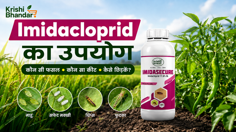 Imidacloprid Insecticide का उपयोग फसलों में: कौन सी फसल, कौन सा कीट, कैसे छिड़कें
