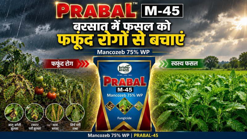Mancozeb 75% WP% WP (कृषिक्रांति PRABAL-45) मानसून फसलों में उपयोग: डोज़, रोग और स्प्रे गाइड