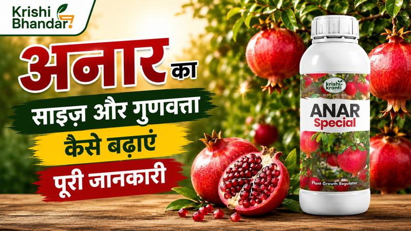 अनार का साइज और गुणवत्ता कैसे बढ़ाएं – पूरी जानकारी