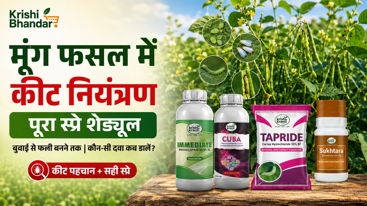 मूंग फसल कीट नियंत्रण गाइड: पूरा स्प्रे शेड्यूल