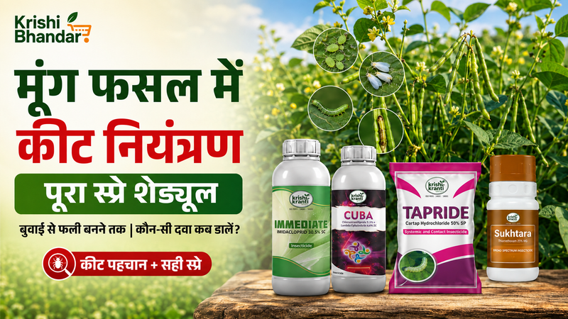 मूंग फसल कीट नियंत्रण गाइड: पूरा स्प्रे शेड्यूल