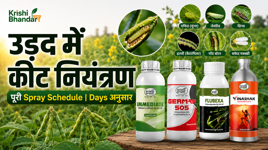 Urad crop pest control spray schedule with insecticides for aphids, pod borer, caterpillar and whitefly