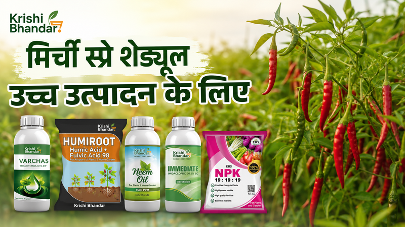 Chilli Spray Schedule for Higher Yield