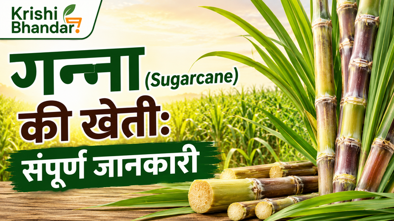 गन्ना (Sugarcane) की खेती: संपूर्ण जानकारी