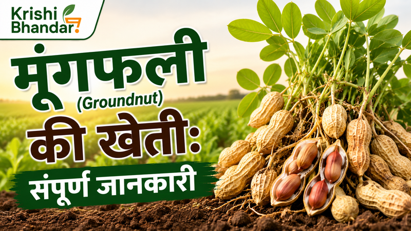 मूंगफली (Groundnut) की खेती: संपूर्ण जानकारी