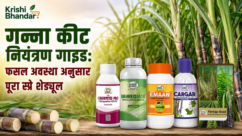 गन्ना कीट नियंत्रण गाइड: फसल अवस्था अनुसार पूरा स्प्रे शेड्यूल