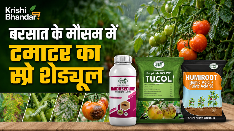 बरसात के मौसम में टमाटर का स्प्रे शेड्यूल (Tomato Spray Schedule in Rainy Season)