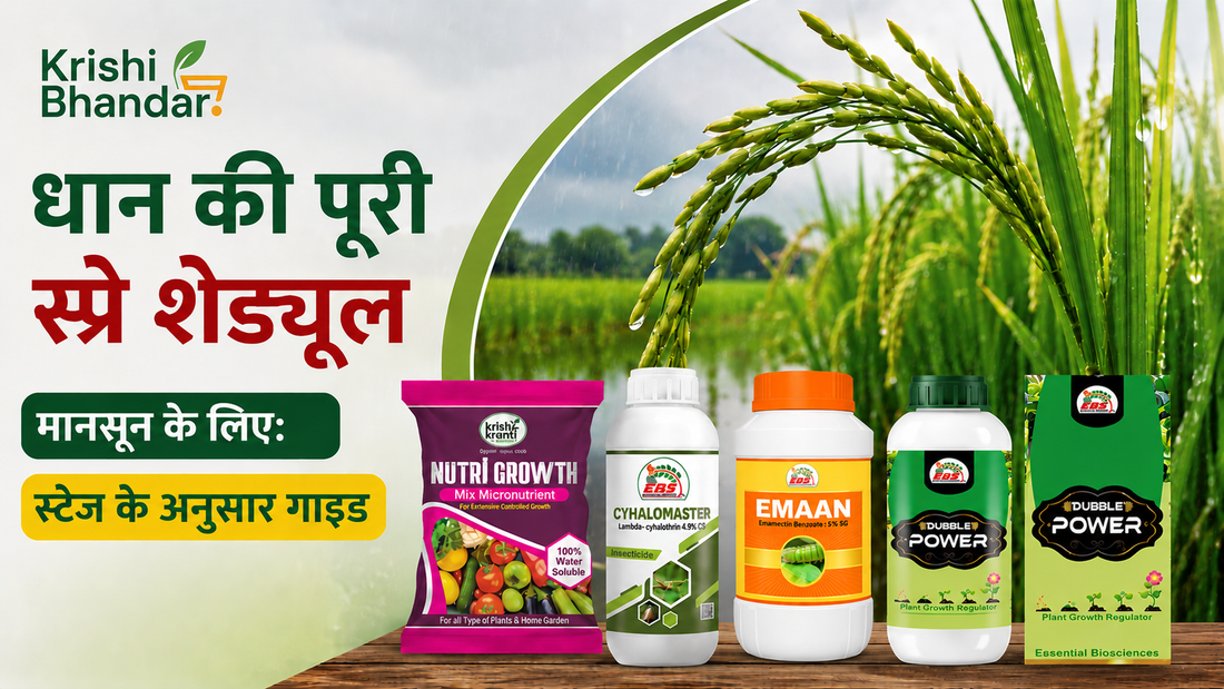 धान स्प्रे शेड्यूल मानसून गाइड — Emaan-19, Cyhalomaster, Nutri Growth और Dubble Power उत्पाद धान के खेत की पृष्ठभूमि में