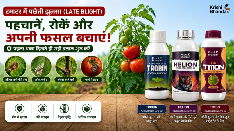 टमाटर में पछेती झुलसा (Late Blight): कारण, लक्षण और इलाज: बरसात स्पेशल गाइड