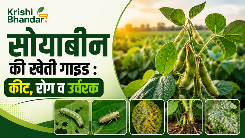 सोयाबीन (Soybean) की खेती : संपूर्ण जानकारी
