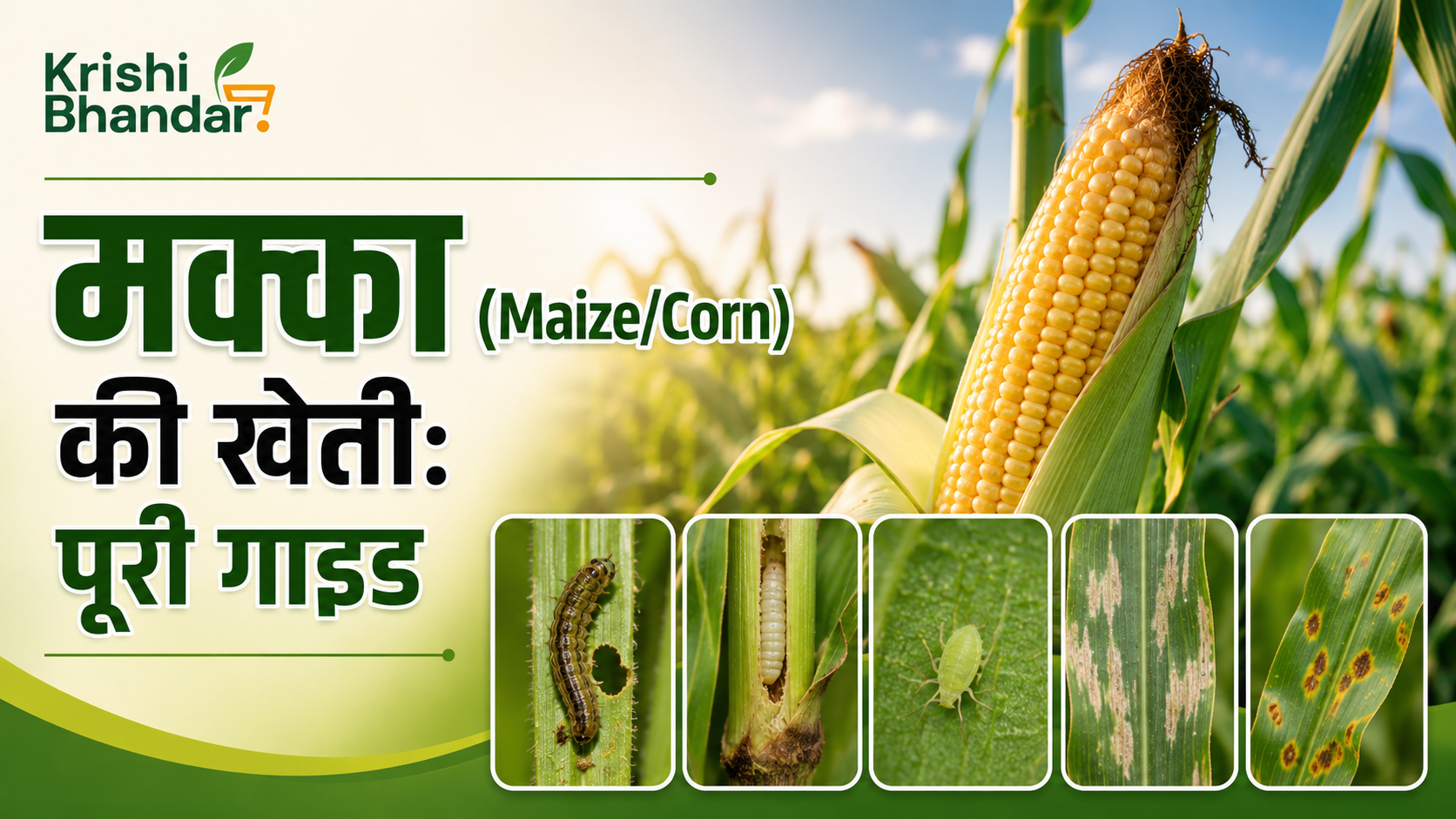 मक्का (Maize/Corn) की खेती: संपूर्ण जानकारी