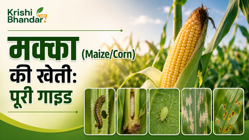 मक्का (Maize/Corn) की खेती: संपूर्ण जानकारी