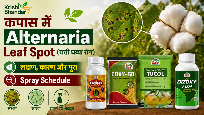 कपास में Alternaria Leaf Spot (पत्ती धब्बा रोग): लक्षण, कारण और पूरा Spray Schedule