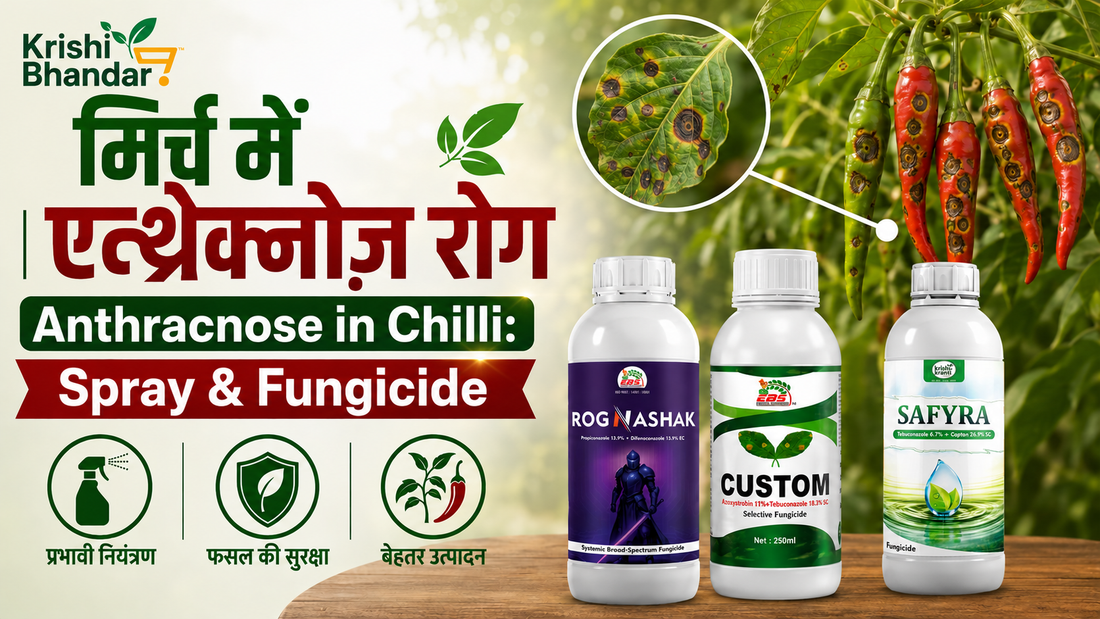 मिर्च में एन्थ्रेक्नोज रोग | Anthracnose in Chilli: Symptoms, Fungicide & Spray Schedule