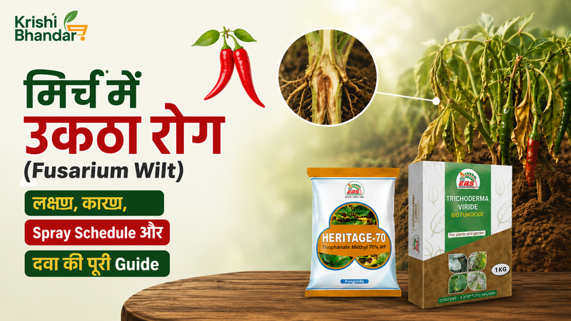 मिर्च में उकठा रोग (Fusarium Wilt): लक्षण, कारण, Spray Schedule और दवा की पूरी Guide