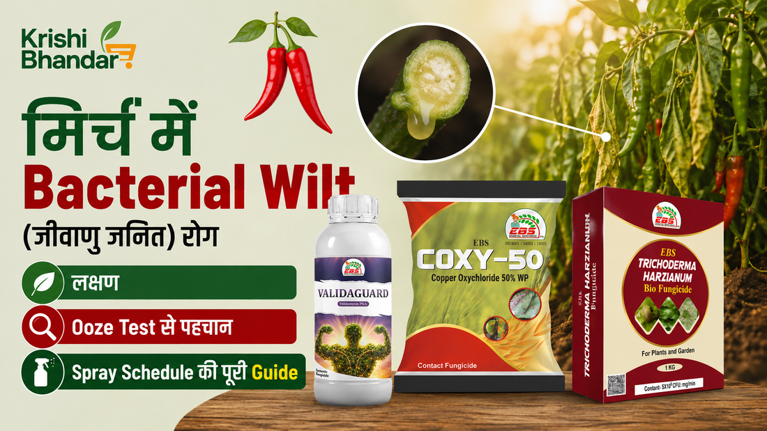 मिर्च में Bacterial Wilt (जीवाणु म्लानि) रोग — Ooze Test से पहचान, Spray Schedule | Krishikranti Coxy-50 Copper Oxychloride 50% WP और Validaguard