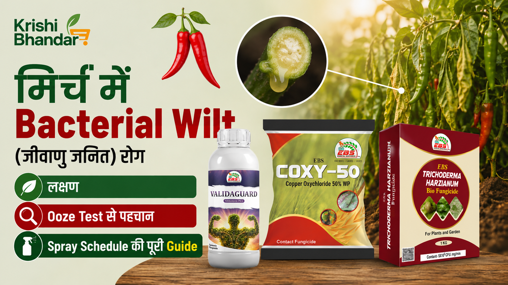 मिर्च में Bacterial Wilt (जीवाणु जनित) रोग: लक्षण, Ooze Test से पहचान और Spray Schedule की पूरी Guide