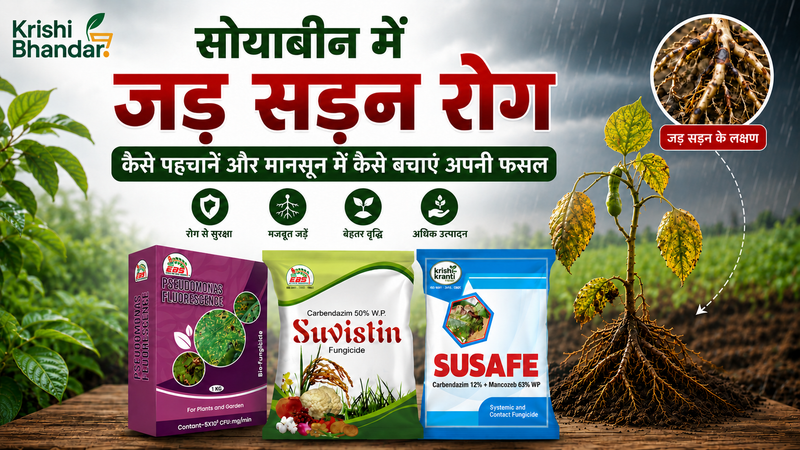 सोयाबीन में जड़ सड़न रोग | कैसे पहचानें और मानसून में कैसे बचाएं अपनी फसल