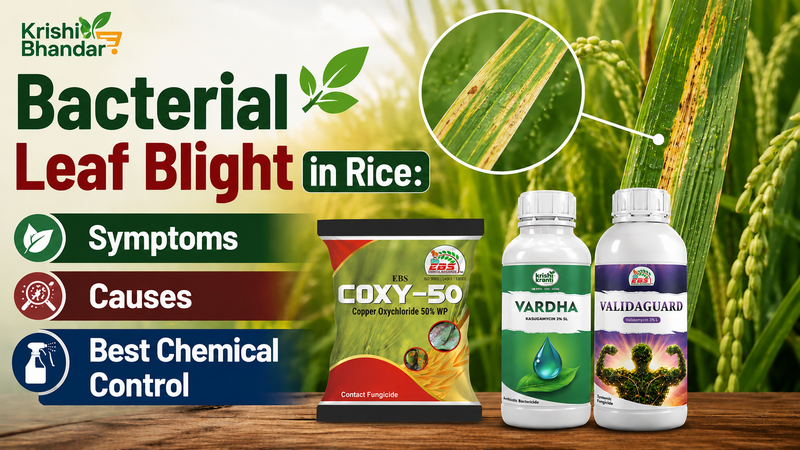 Bacterial Leaf Blight in Rice: Symptoms, Causes & Best Chemical Contro