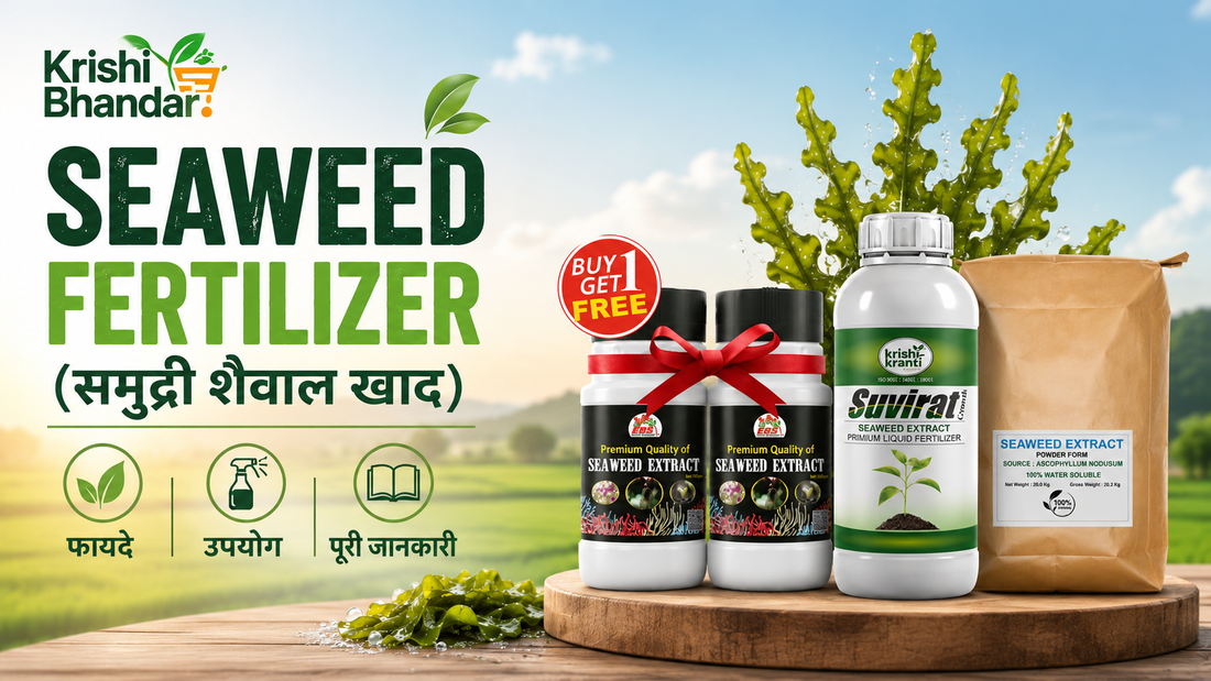 Krishi Bhandar Seaweed Fertilizer (समुद्री शैवल खाद) products with benefits, uses and crop application