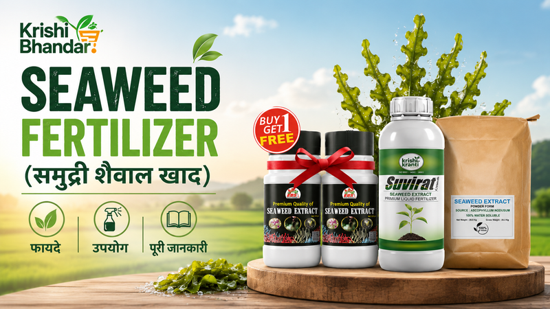 Seaweed Fertilizer (समुद्री शैवाल खाद) : फायदे, उपयोग और पूरी जानकारी