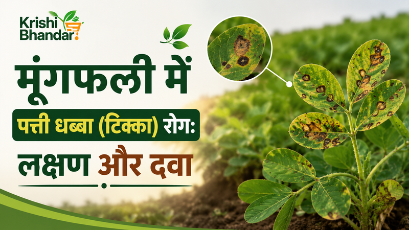 मूंगफली में पत्ती धब्बा (टिक्का) रोग: लक्षण और दवा