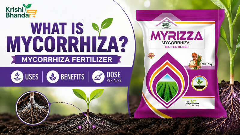 What Is Mycorrhiza? Mycorrhiza Fertilizer Uses, Benefits & Dose Per Acre
