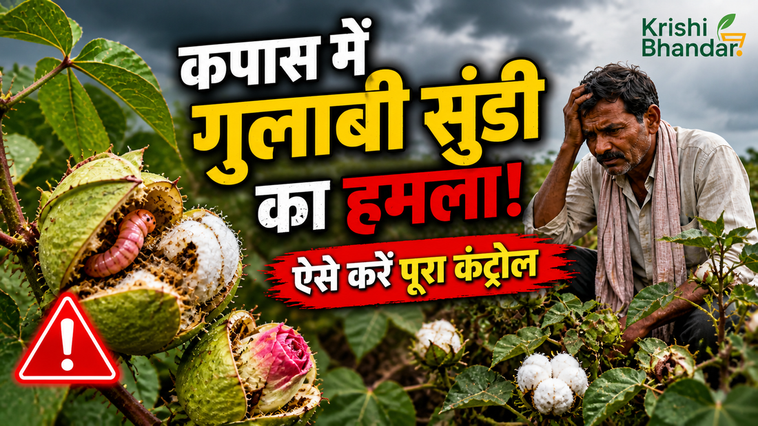 कपास में पिंक बॉलवर्म (गुलाबी सुंडी) का नियंत्रण और रोकथाम — लक्षण, दवा और स्प्रे शेड्यूल
