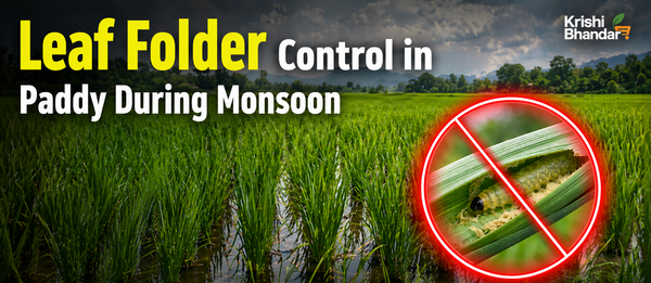 Leaf Folder Control in Paddy During Monsoon