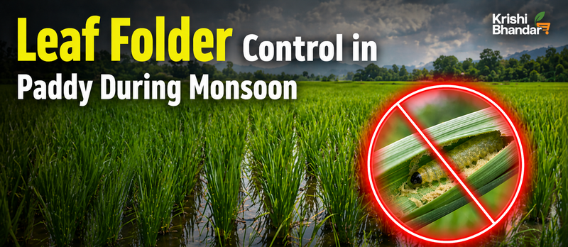 Leaf Folder Control in Paddy During Monsoon