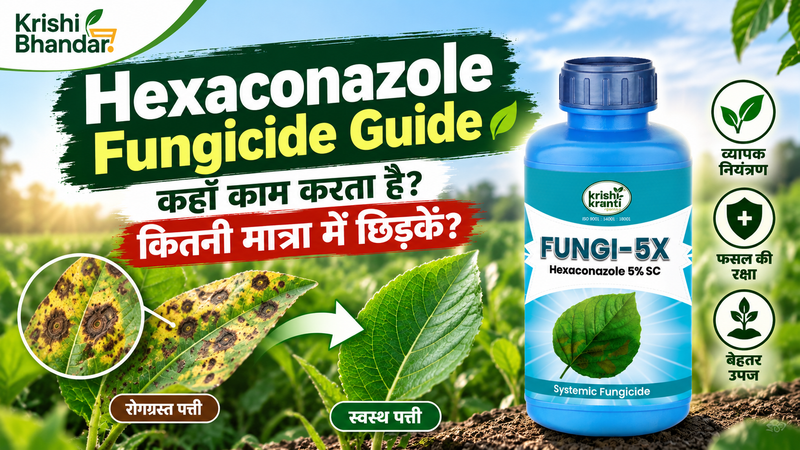 Hexaconazole Fungicide Guide: कहाँ काम करता है, कितनी मात्रा में छिड़कें
